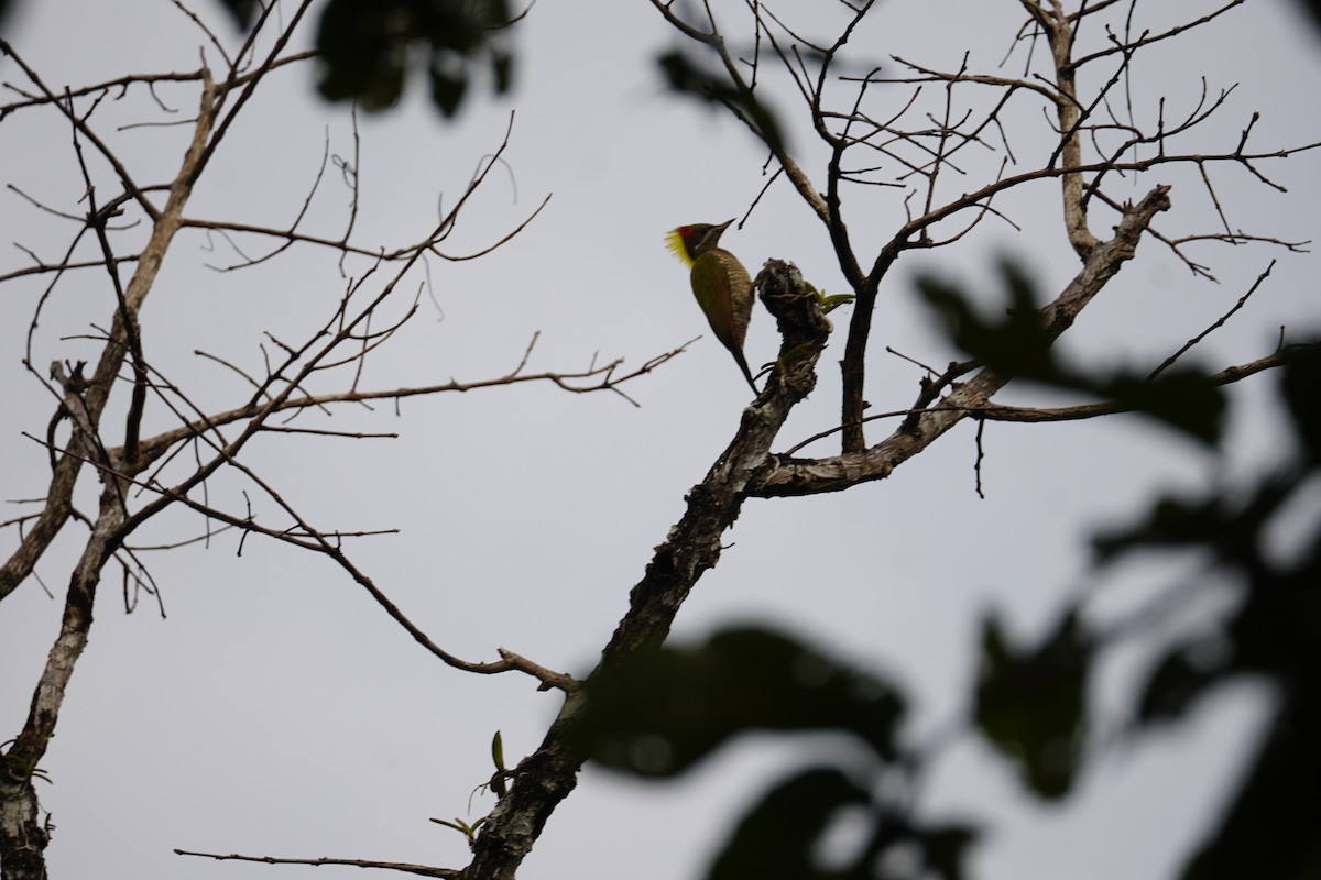 Lesser Yellownape - ML643023594