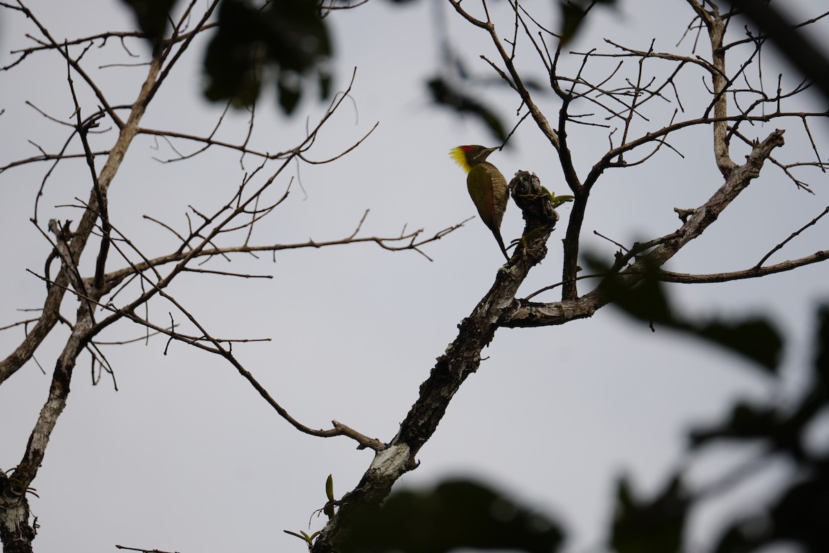 Lesser Yellownape - ML643023597
