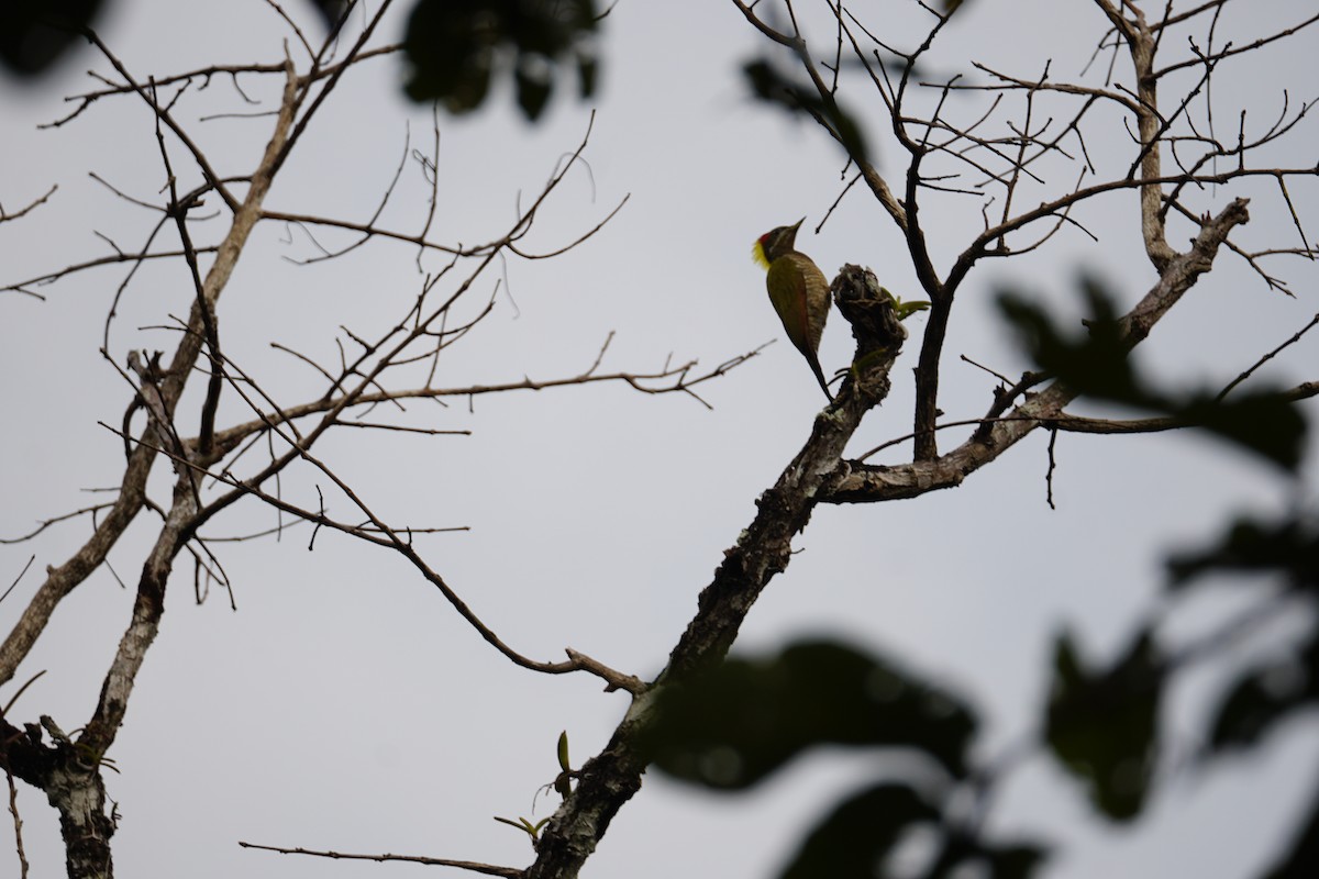 Common Flameback - ML643023598