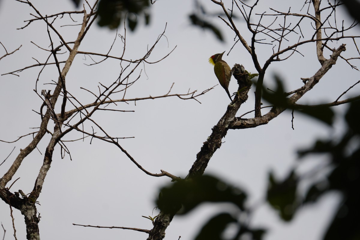 Lesser Yellownape - ML643023599