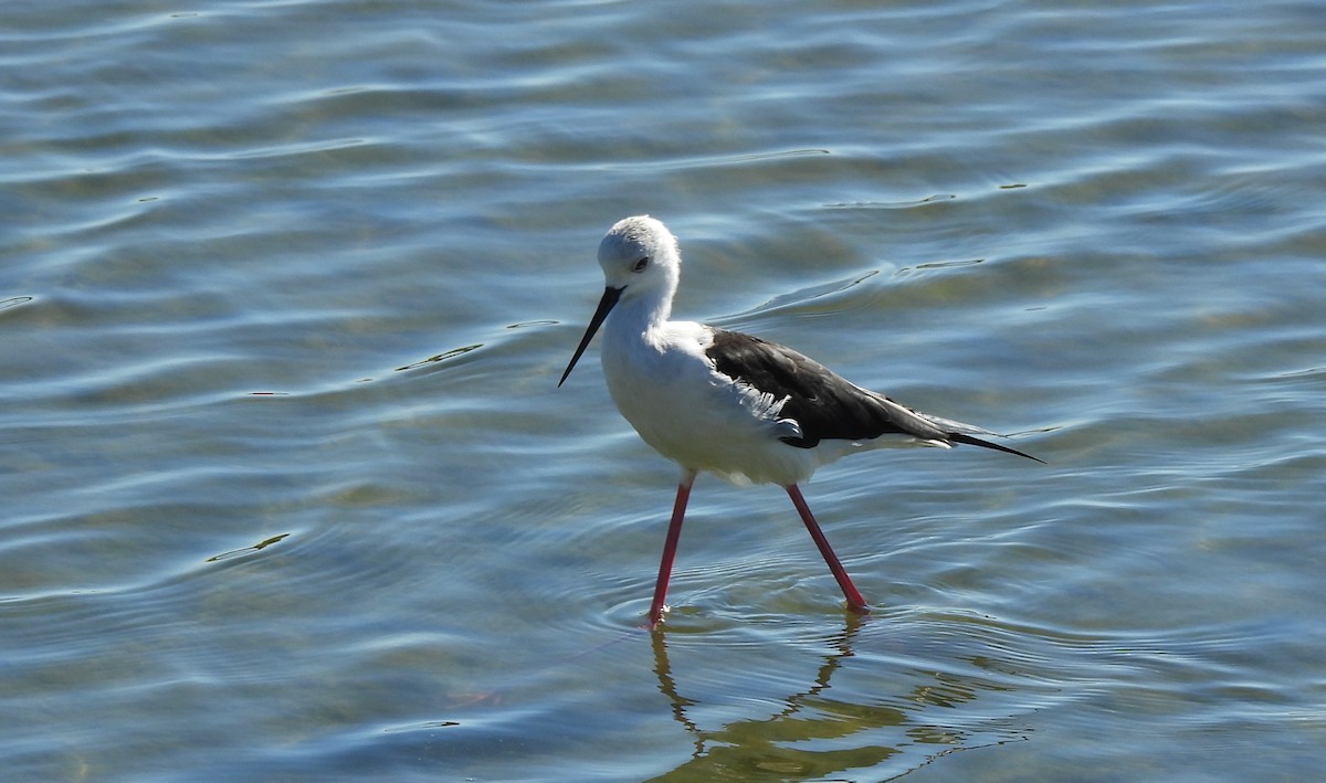 Black-winged Stilt - ML643023613