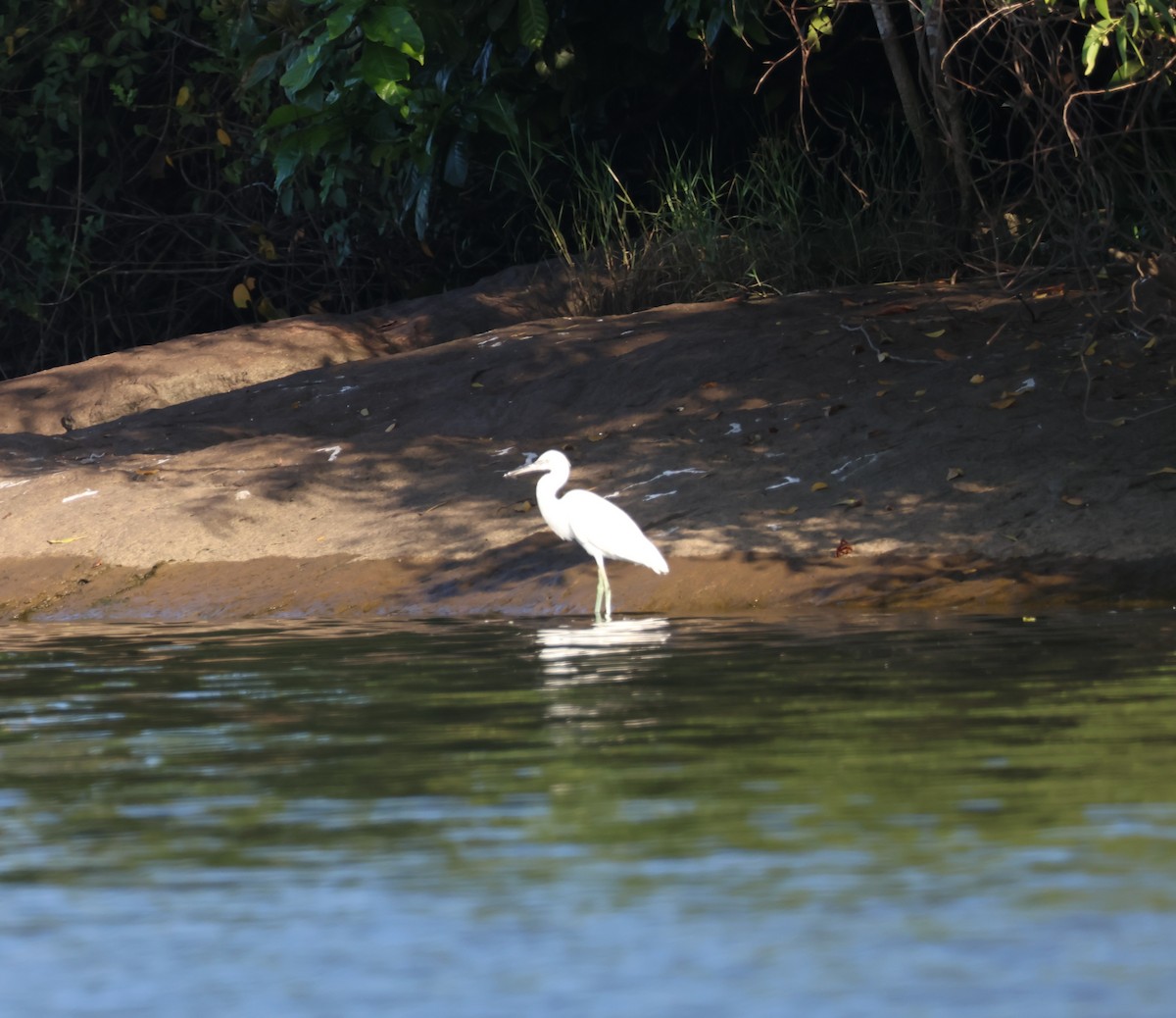 Medium Egret - ML643023614