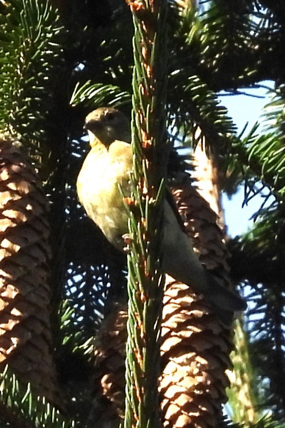 American Goldfinch - ML643023615