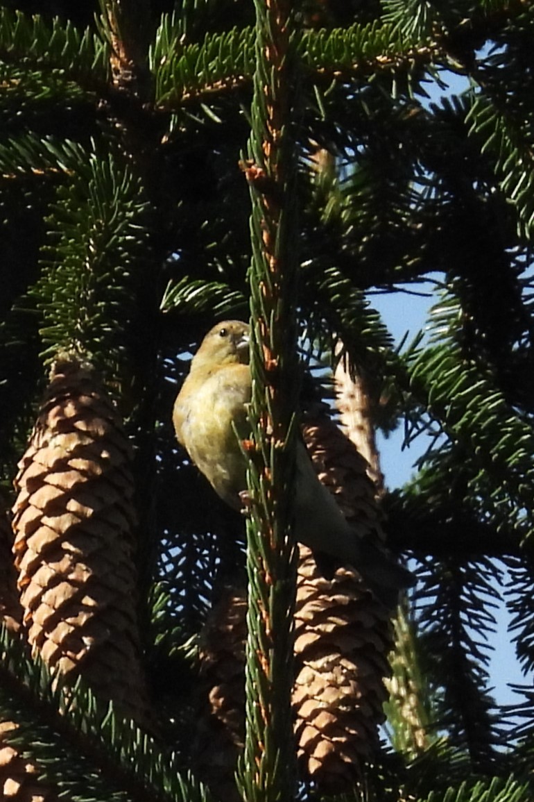 American Goldfinch - ML643023616