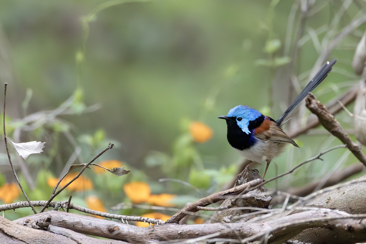 Variegated Fairywren - ML643023617