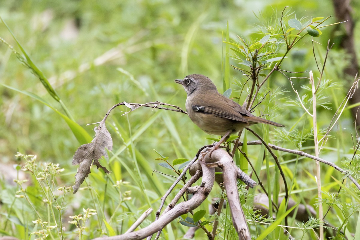 White-browed Scrubwren - ML643023618