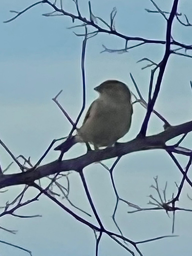 Indian Silverbill - ML643023619