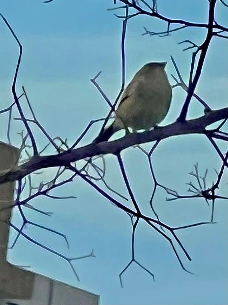 Indian Silverbill - ML643023620