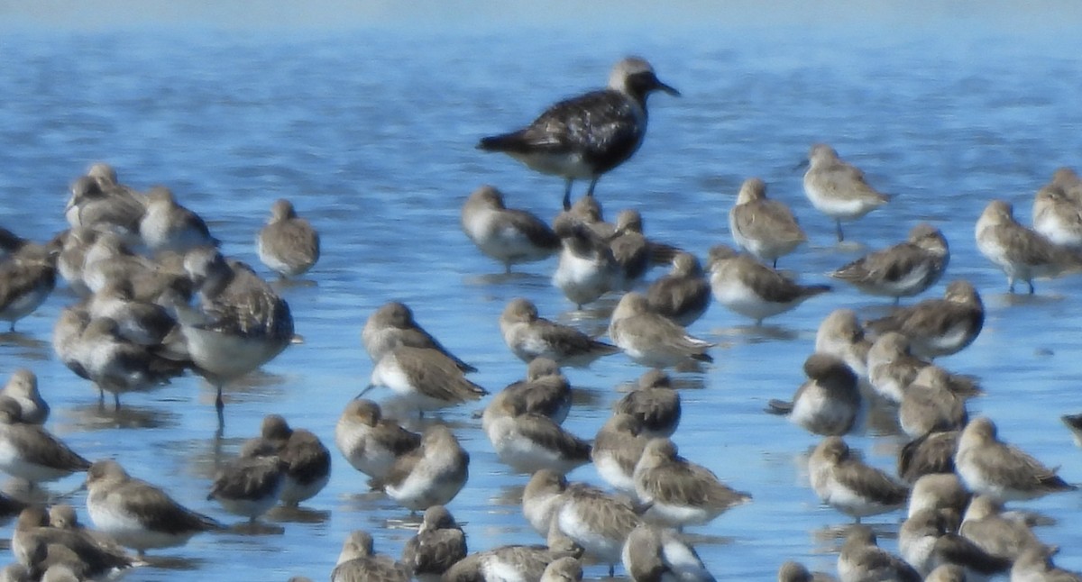 Black-bellied Plover - ML643023621