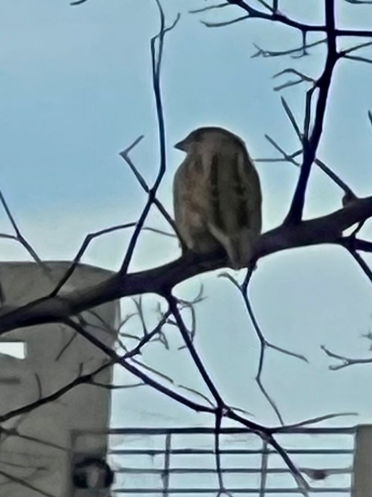 House Sparrow - ML643023622
