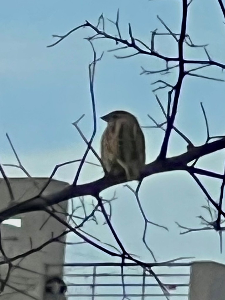 House Sparrow - ML643023623