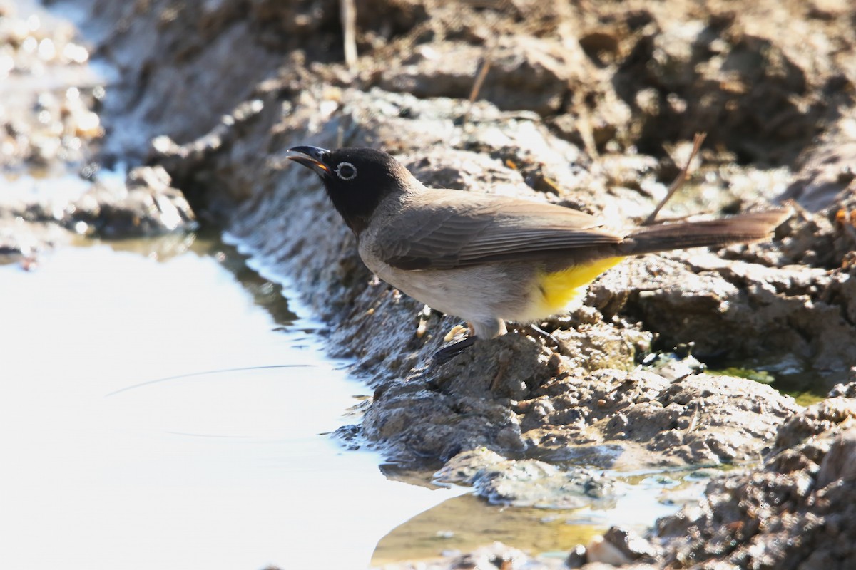 White-spectacled Bulbul - ML643023624