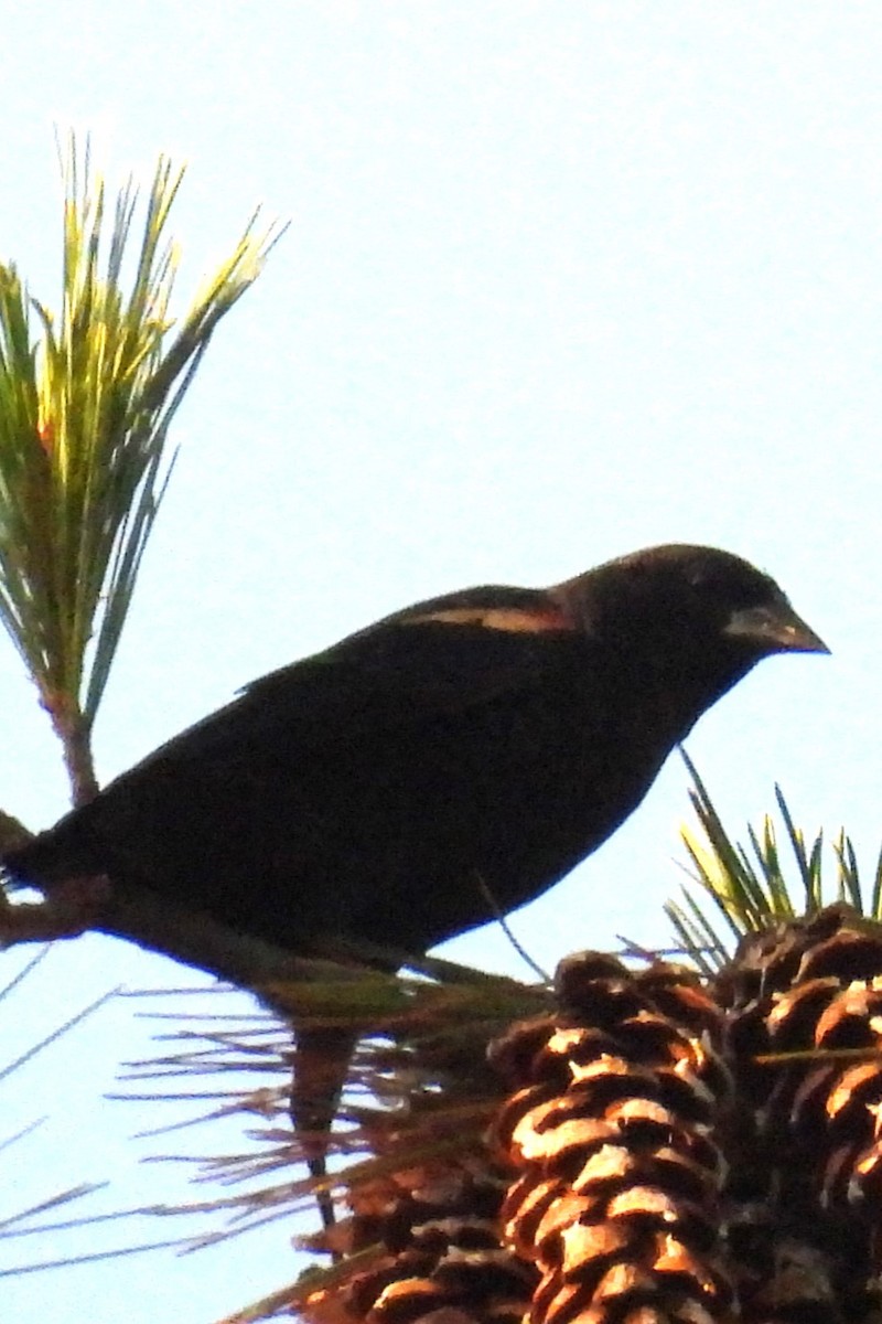 Red-winged Blackbird - ML643023625
