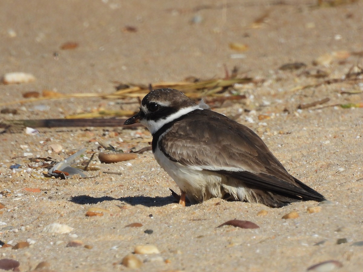 Common Ringed Plover - ML643023626
