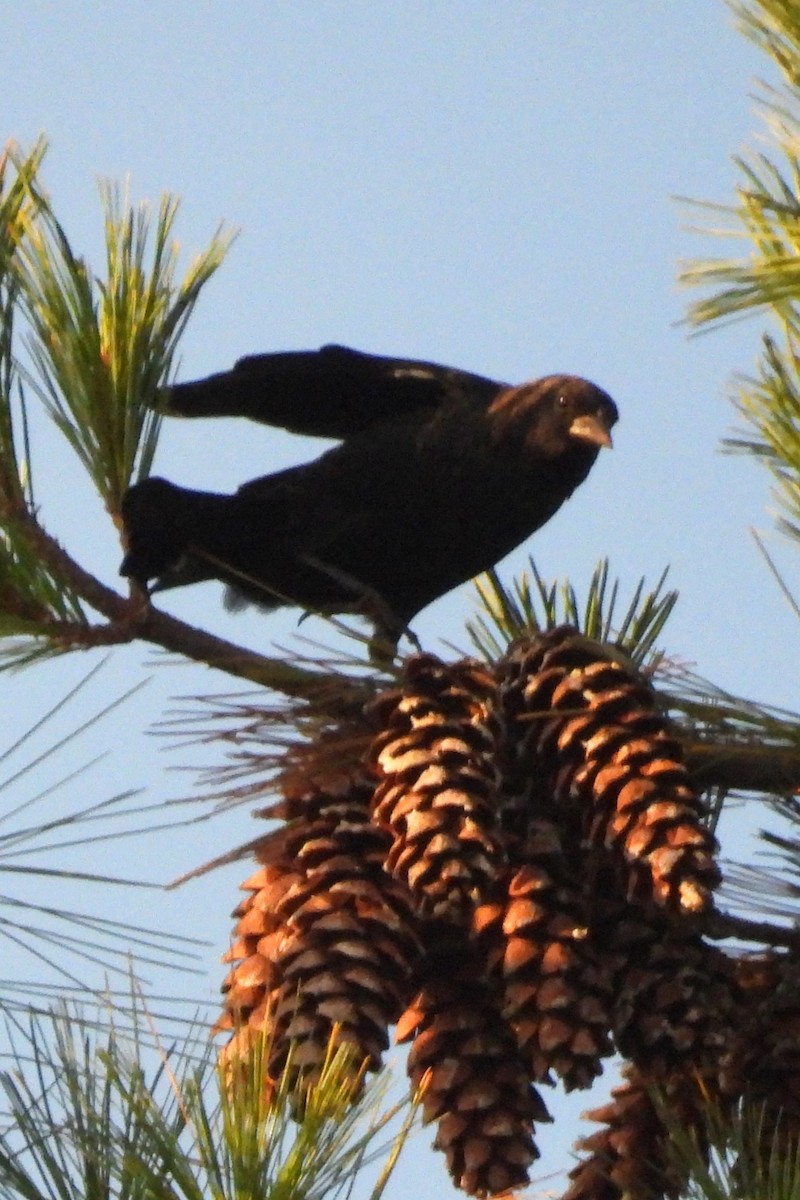 Brown-headed Cowbird - ML643023627