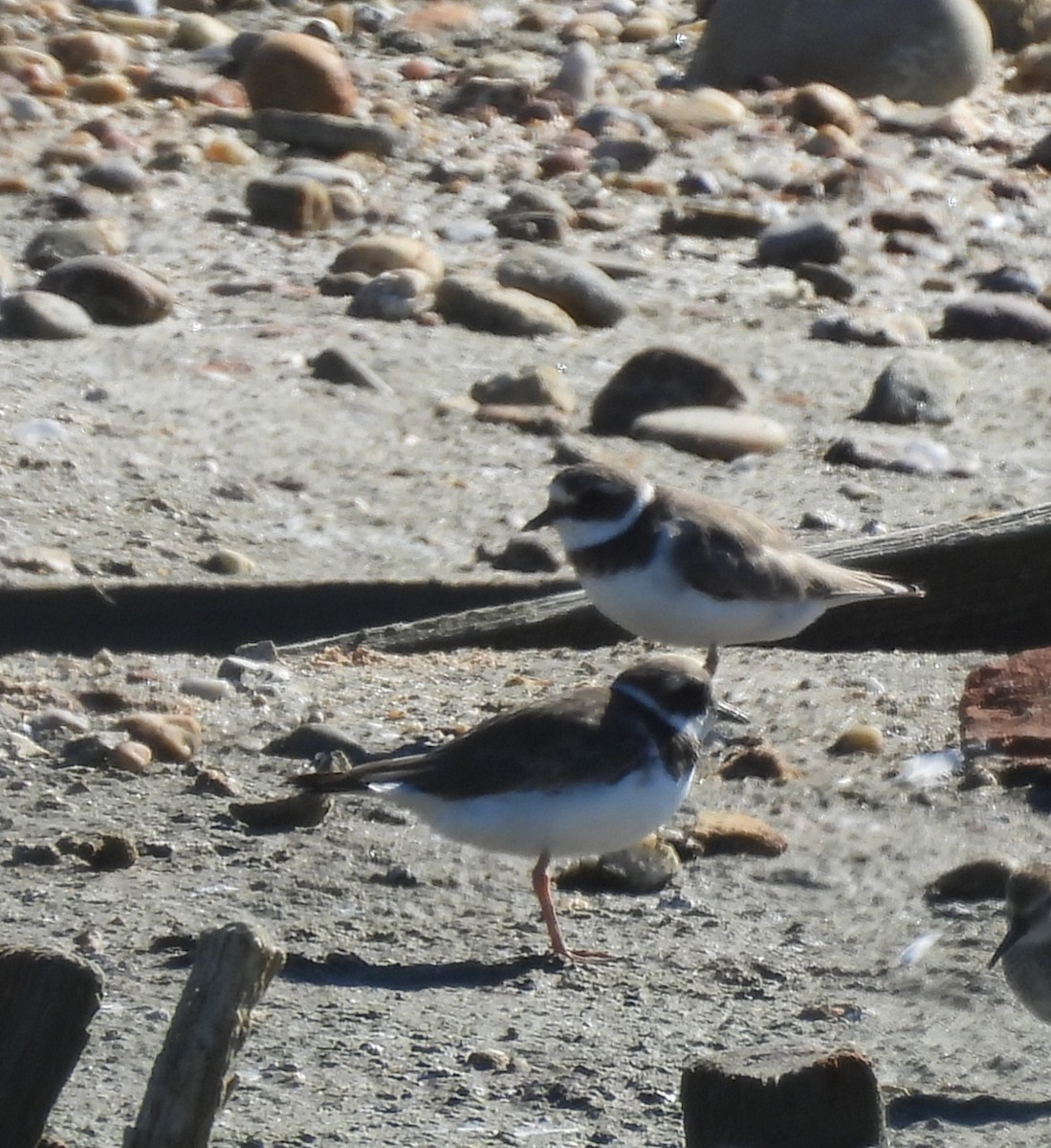 Common Ringed Plover - ML643023634