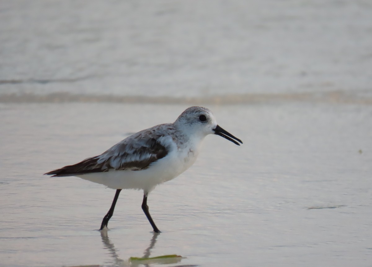 Sanderling - ML643023635
