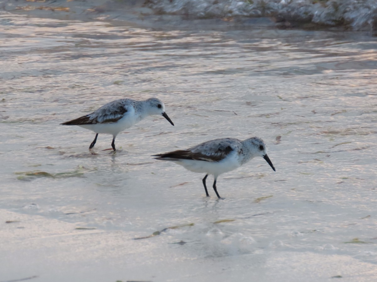 Sanderling - ML643023637