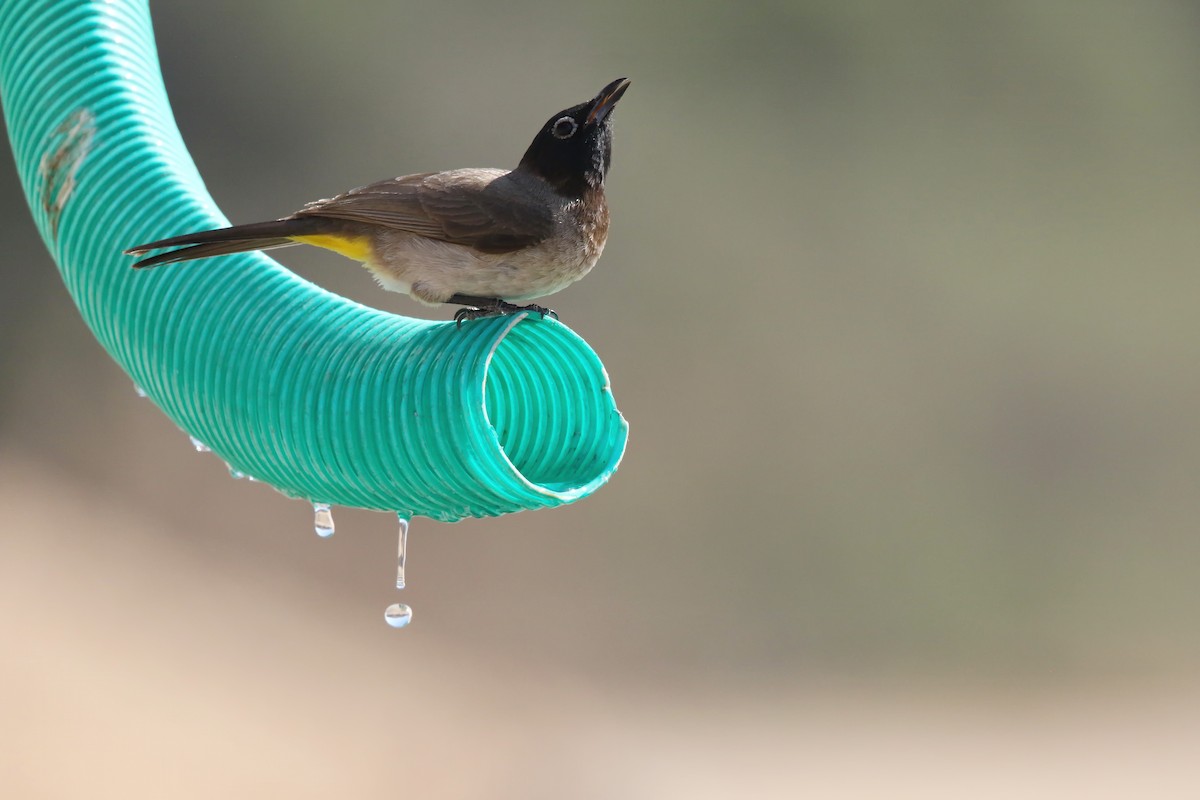 White-spectacled Bulbul - ML643023638