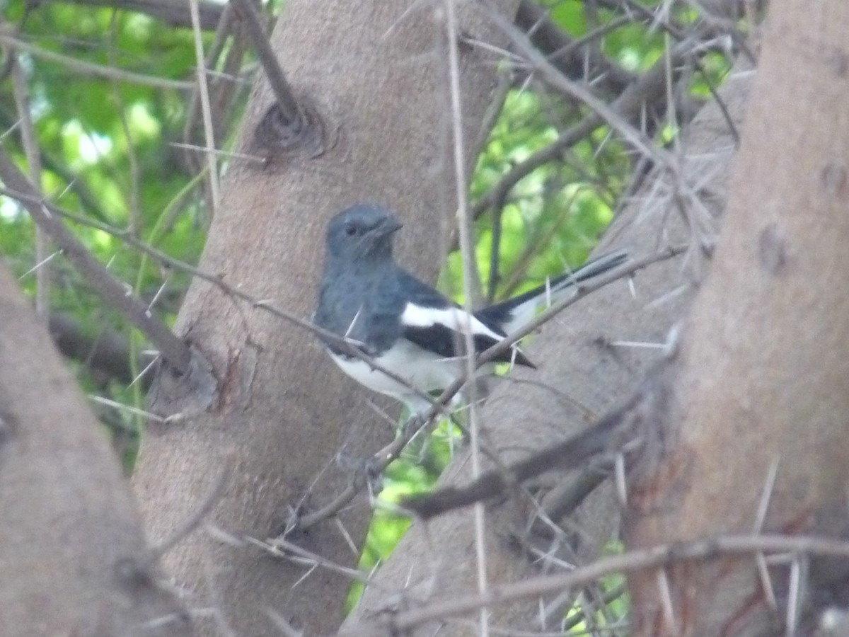 Oriental Magpie-Robin - ML643023640