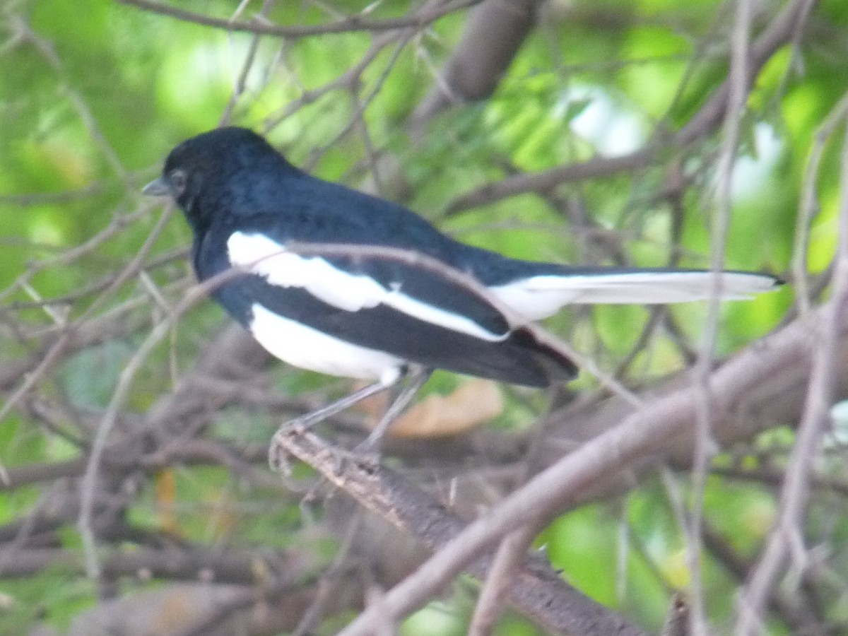 Oriental Magpie-Robin - ML643023641