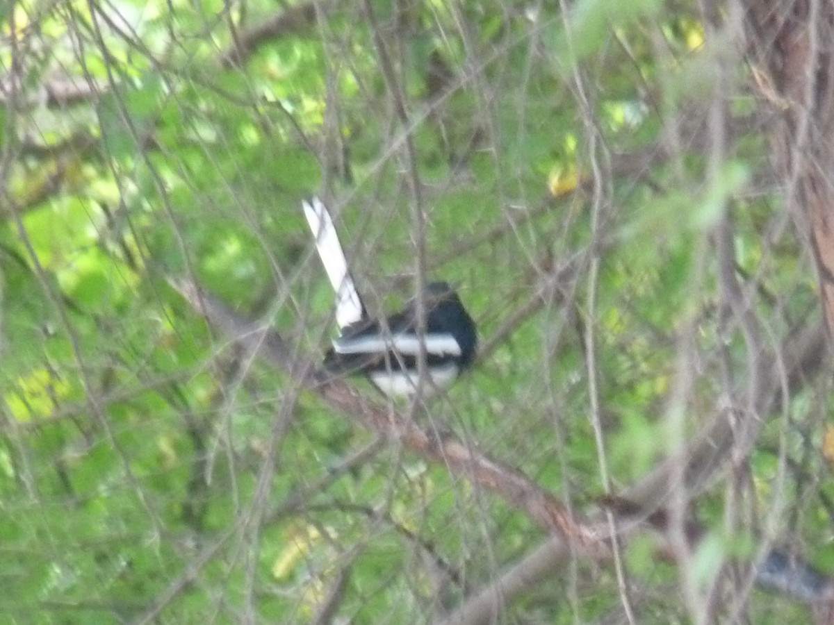 Oriental Magpie-Robin - ML643023642