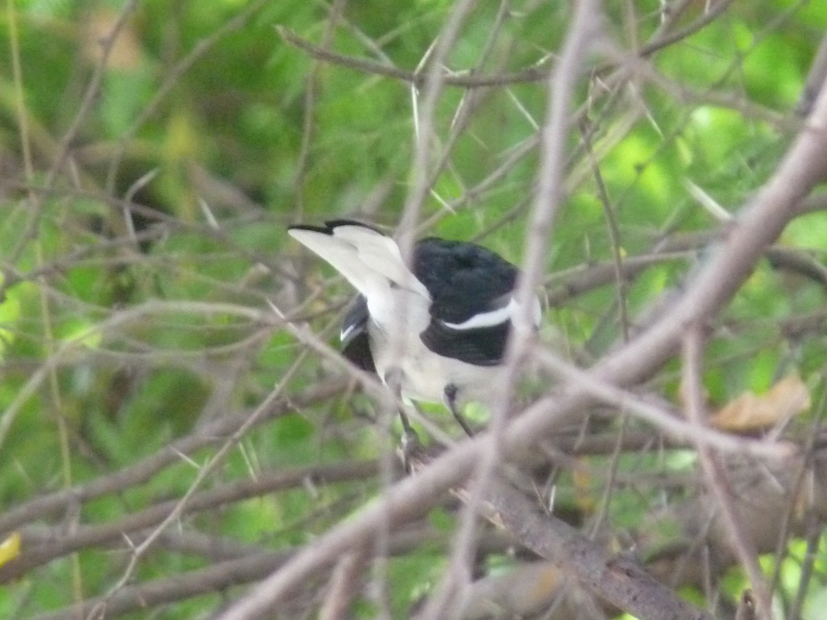Oriental Magpie-Robin - ML643023643
