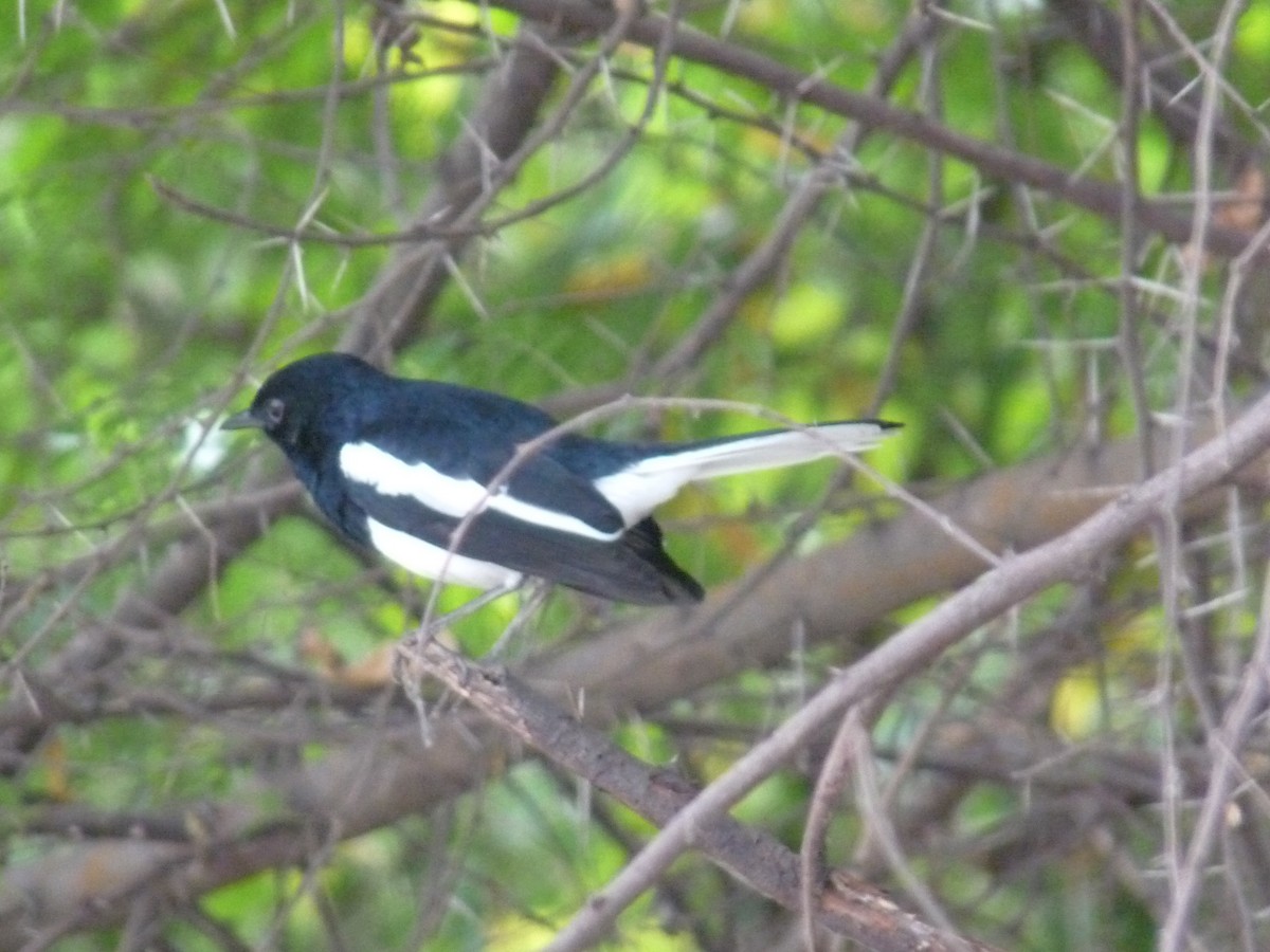 Oriental Magpie-Robin - ML643023645