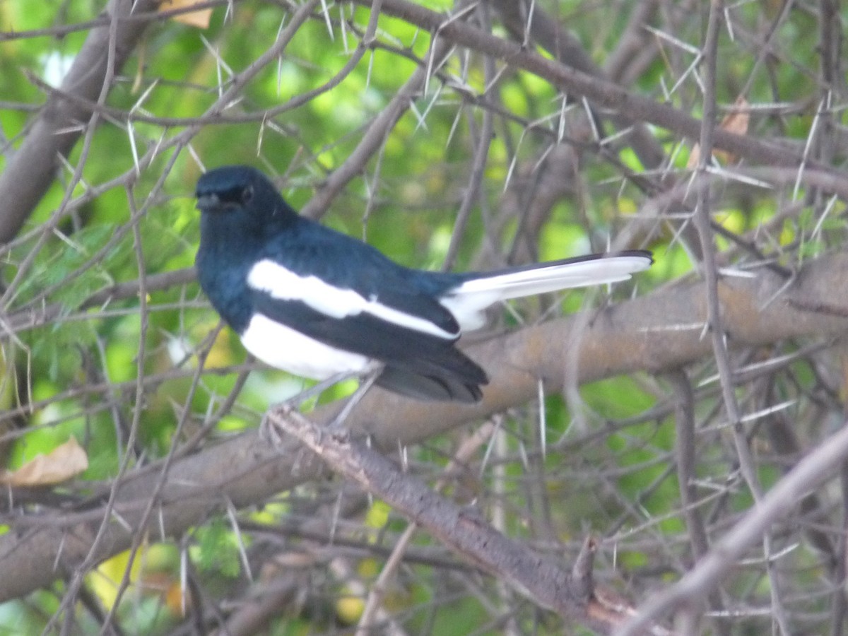 Oriental Magpie-Robin - ML643023646