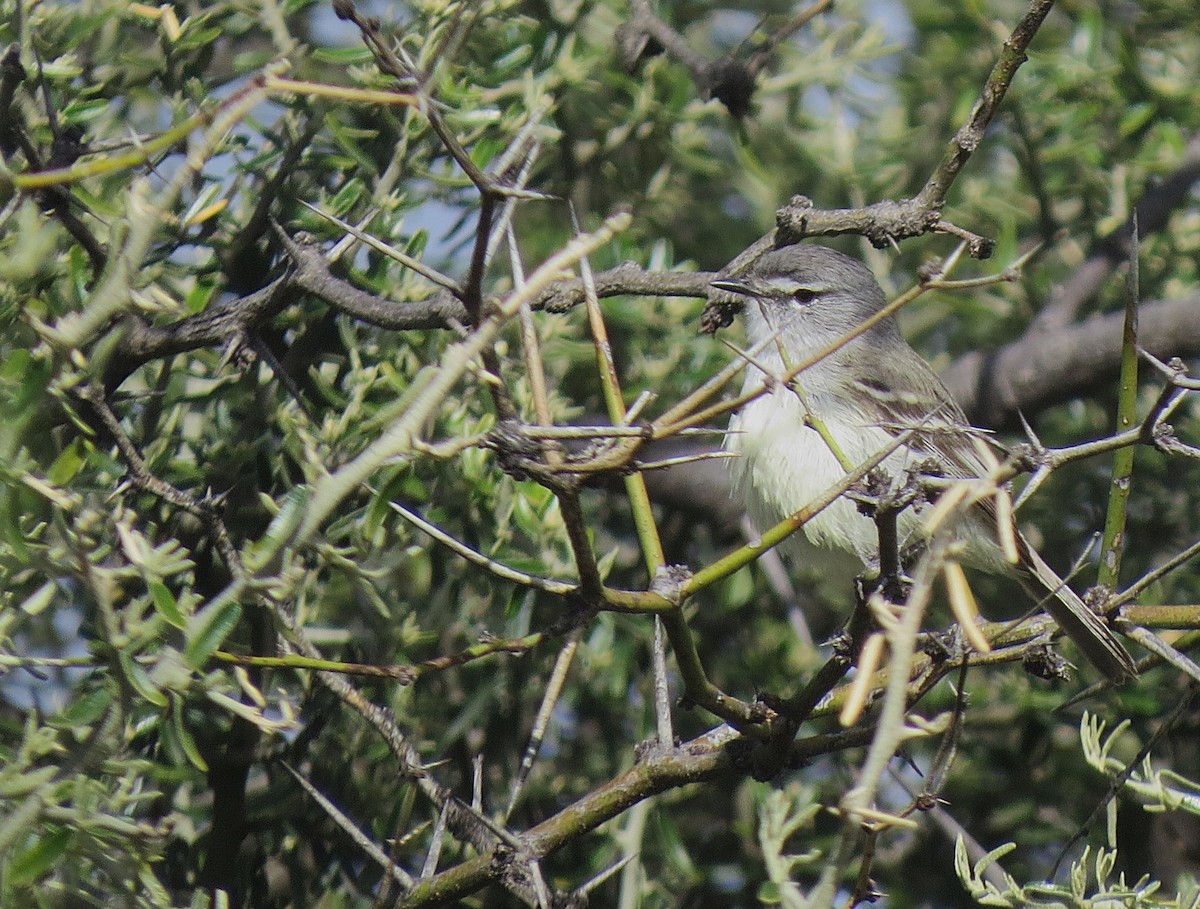 Straneck's Tyrannulet - ML643023647