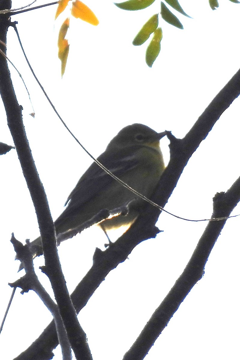 Northern Parula - ML643023649