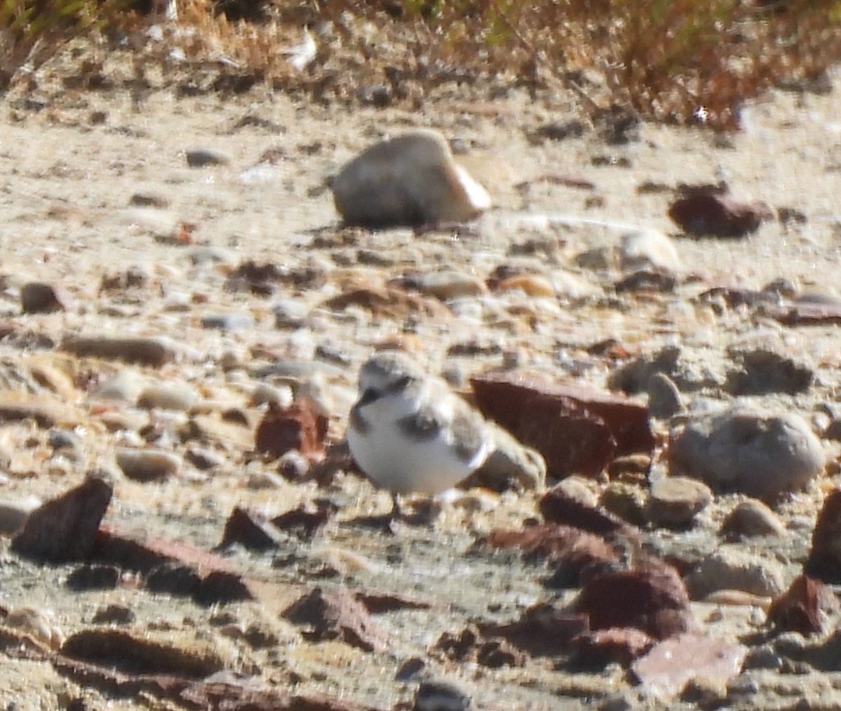 Kentish Plover - ML643023650