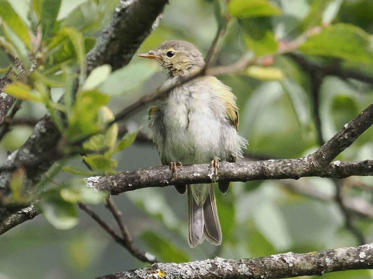 Willow Warbler - ML643023655