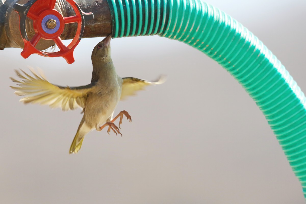 Rüppell's Weaver - ML643023695