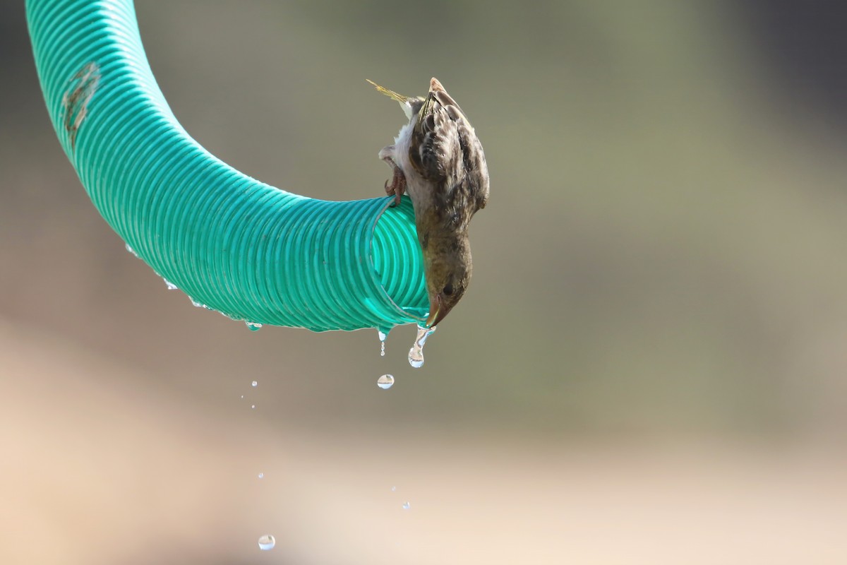Rüppell's Weaver - ML643023697