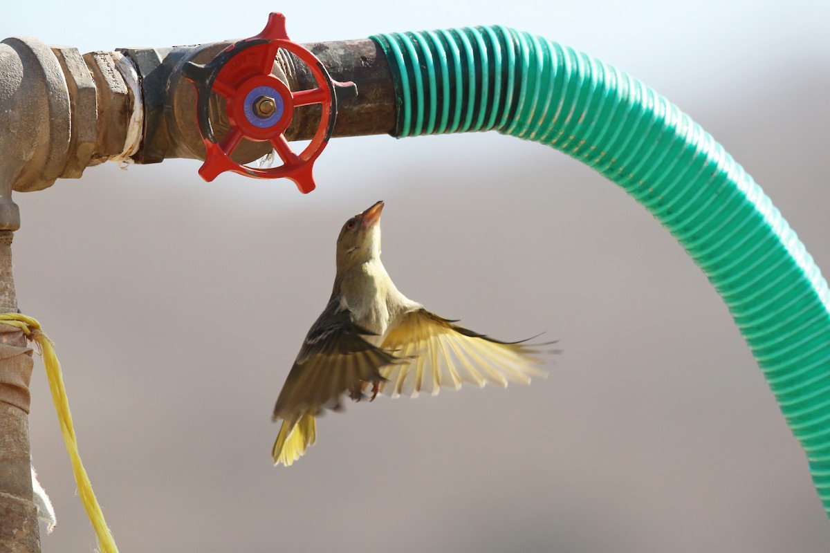Rüppell's Weaver - ML643023698
