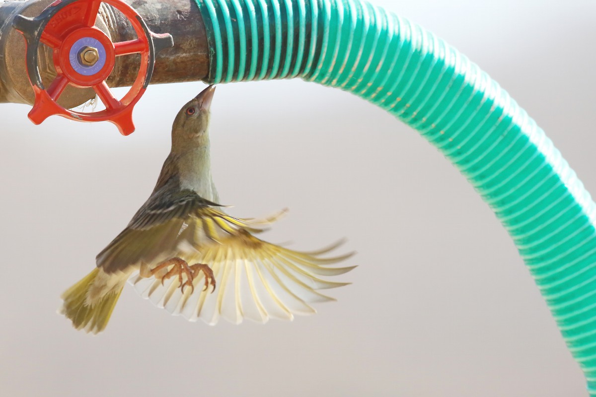 Rüppell's Weaver - ML643023699