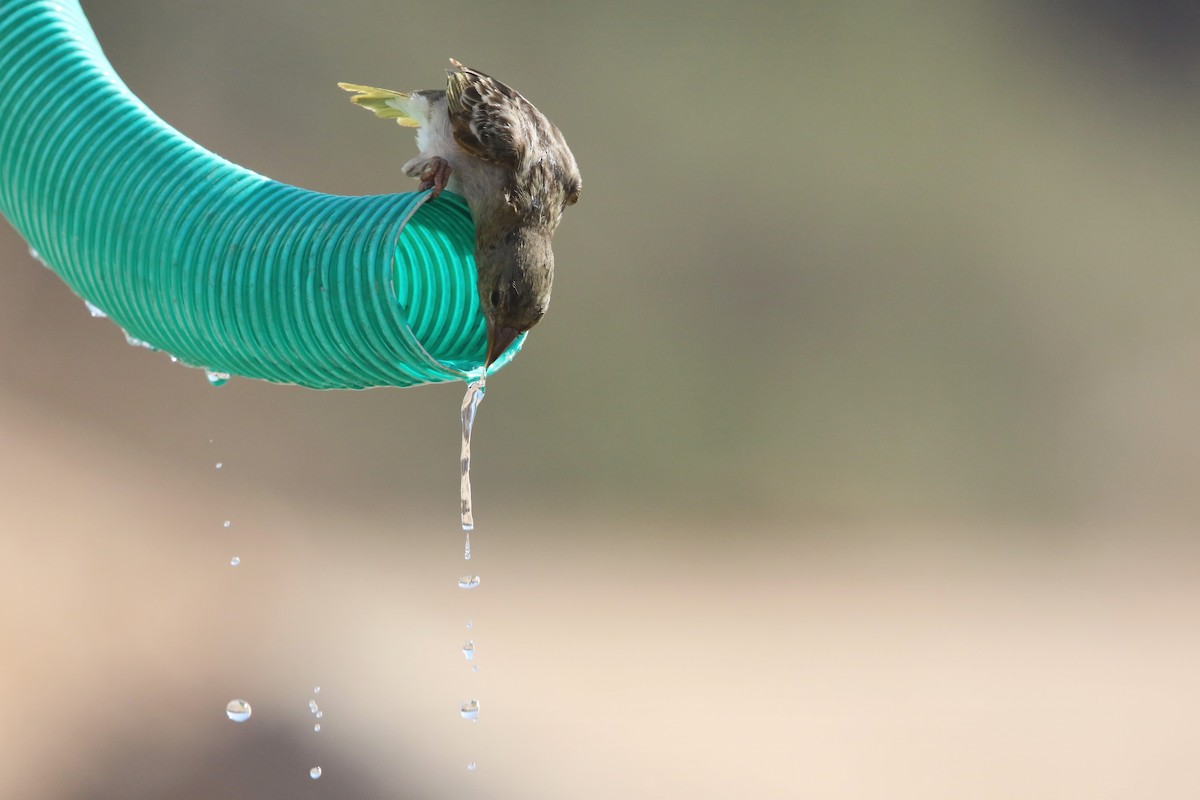 Rüppell's Weaver - ML643023700