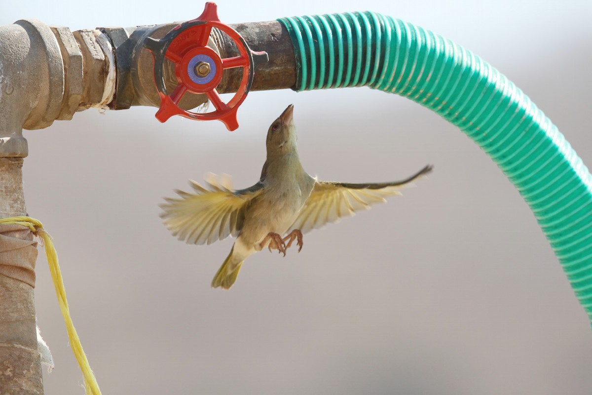 Rüppell's Weaver - ML643023701