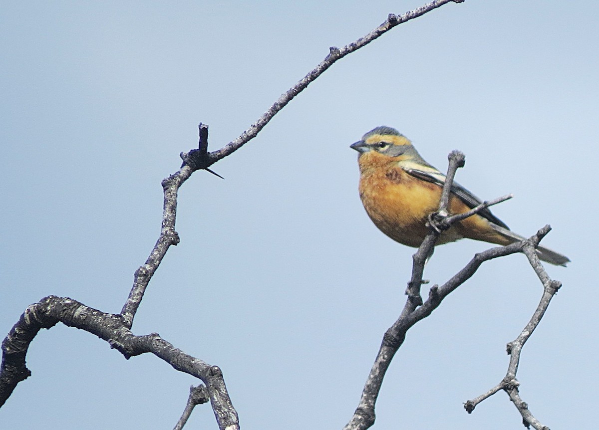 Cinnamon Warbling Finch - ML643023705