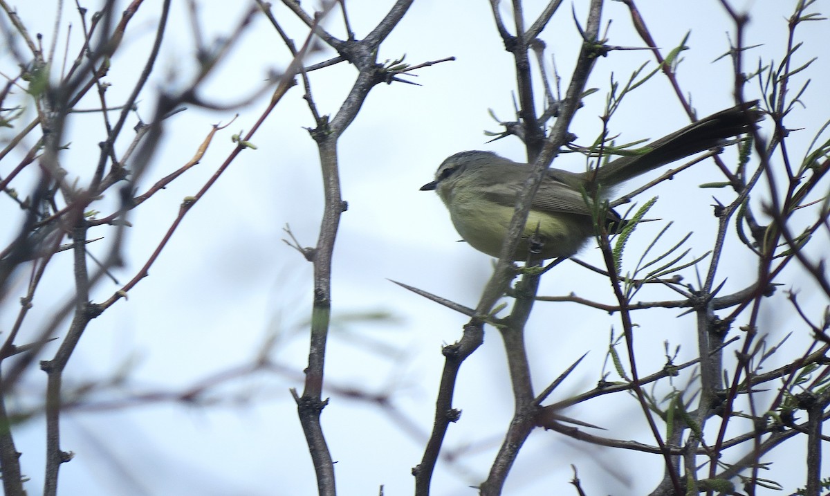 Greater Wagtail-Tyrant - ML643023717