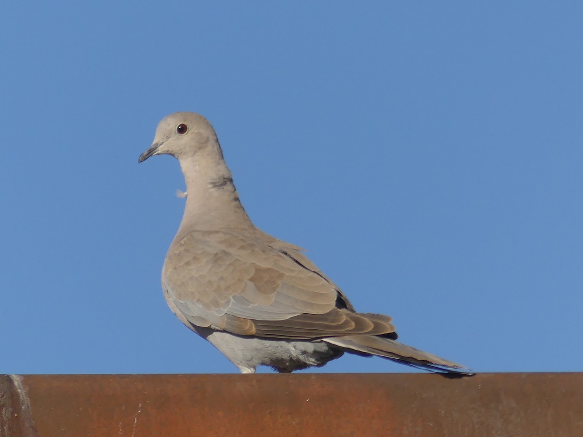 Eurasian Collared-Dove - ML643023727