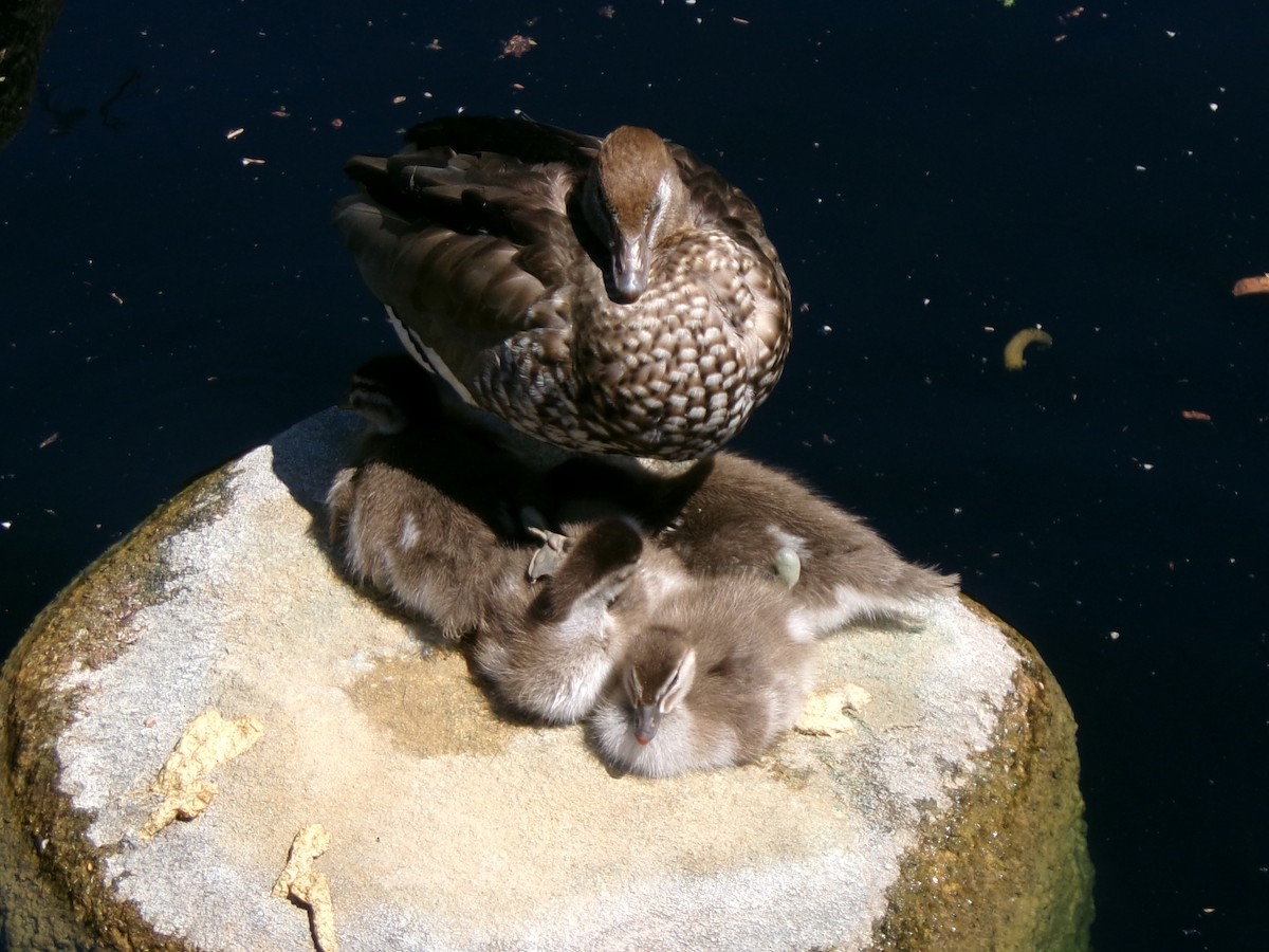 Maned Duck - ML643023730