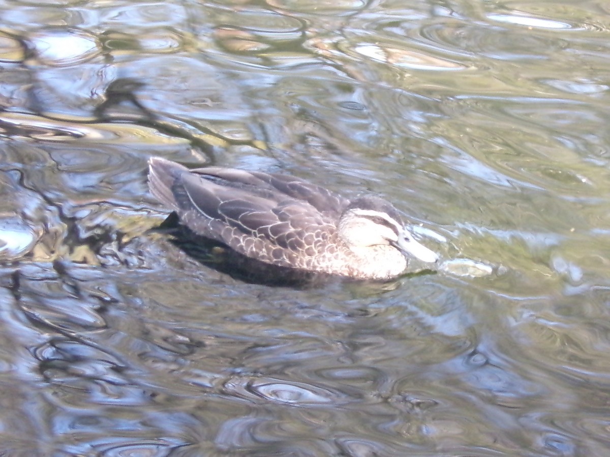 Pacific Black Duck - ML643023739