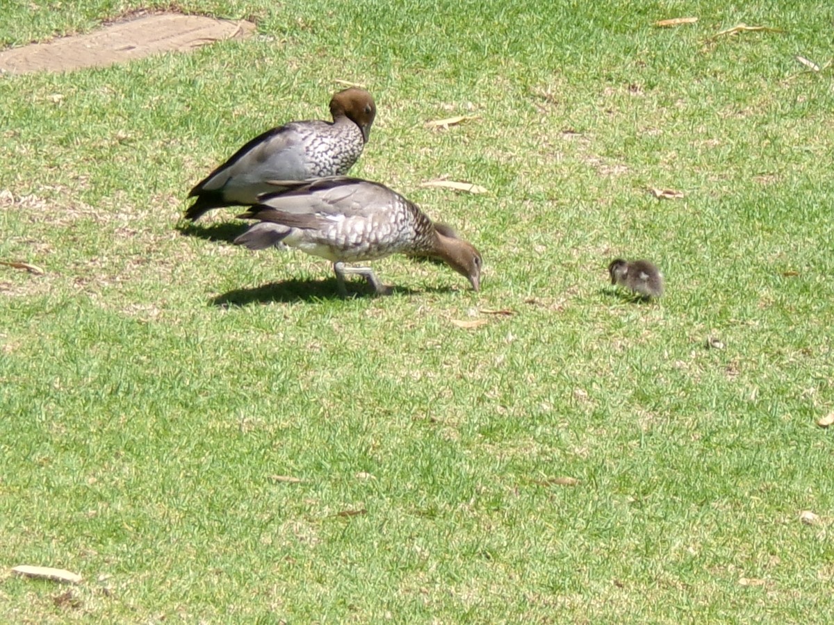 Maned Duck - ML643023744