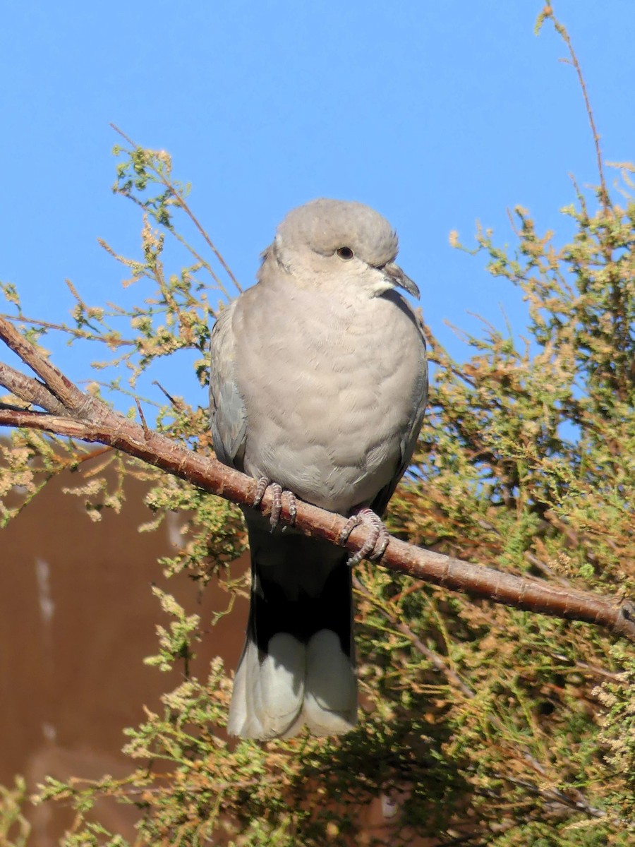 Eurasian Collared-Dove - ML643023745