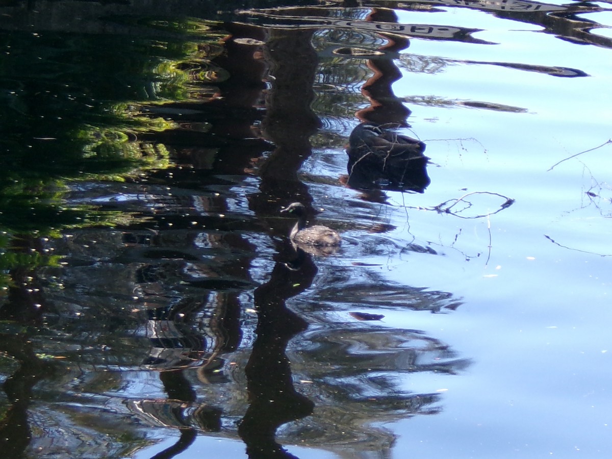 Australasian Grebe - ML643023747