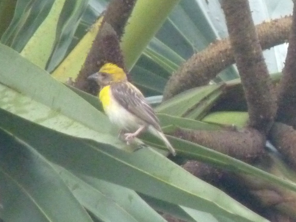 Baya Weaver - ML643023758