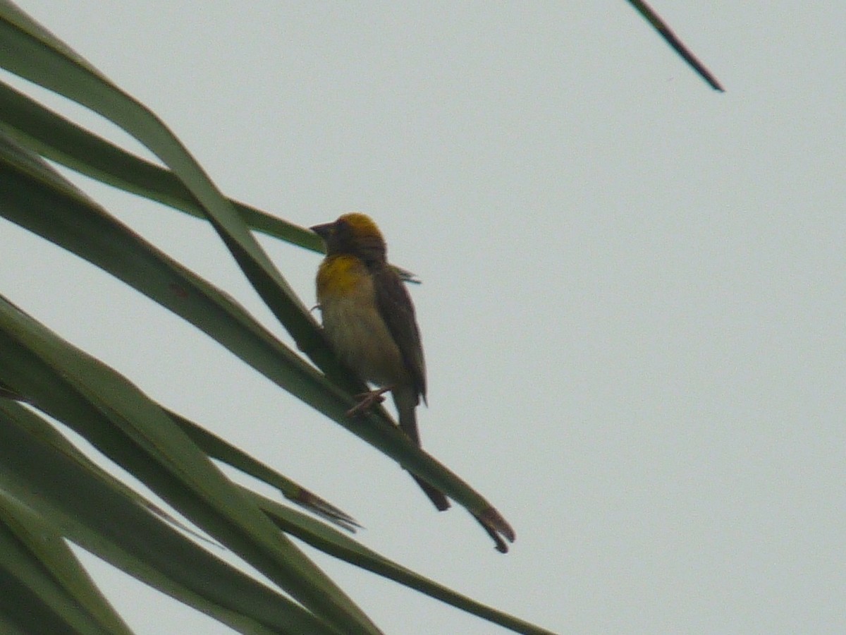 Baya Weaver - ML643023759