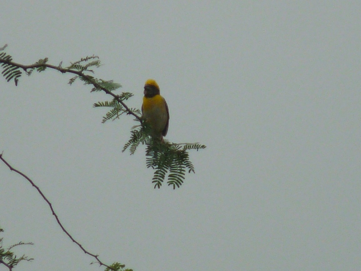 Baya Weaver - ML643023760